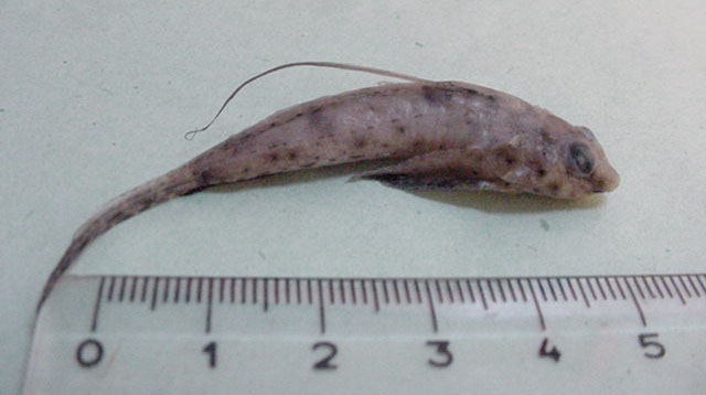 Diplogrammus pauciradiatus
