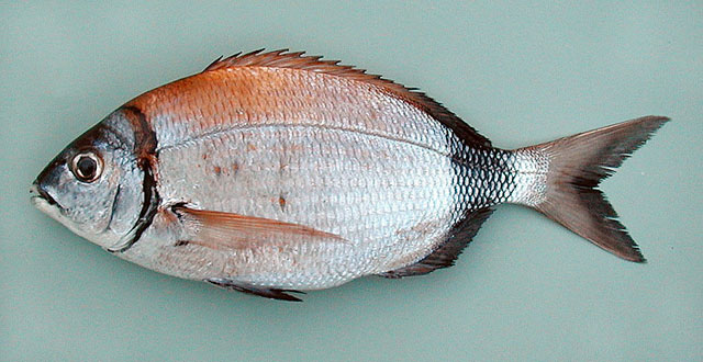 Dipra_u0.jpg