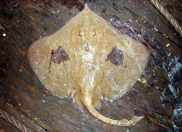 Dipturus pullopunctatus