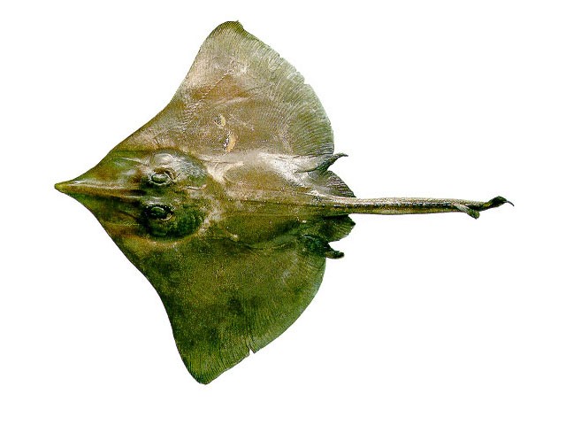 Dipturus teevani