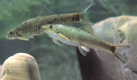 Discogobio tetrabarbatus