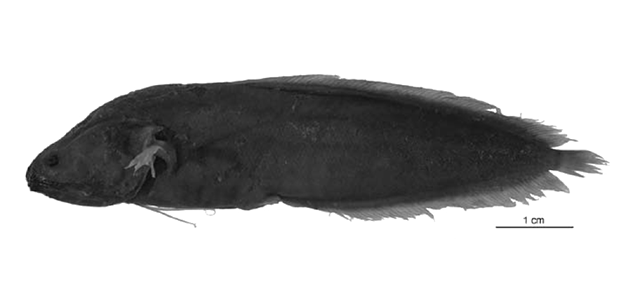 Diancistrus vietnamensis