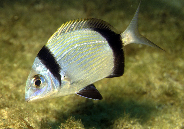 Diplodus vulgaris