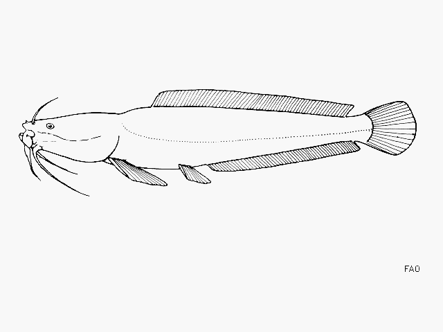 Bathyclarias worthingtoni