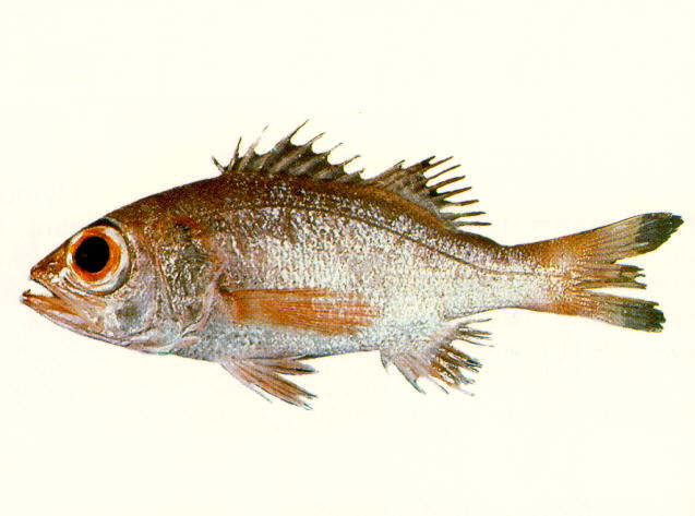 Doederleinia berycoides
