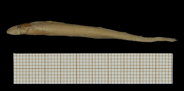 Dolichamphilius brieni