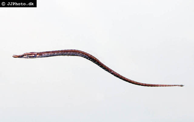 Microphis deokhatoides