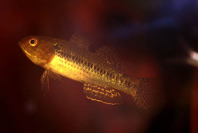 Dormitator lebretonis