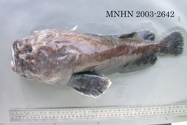Ebinania macquariensis