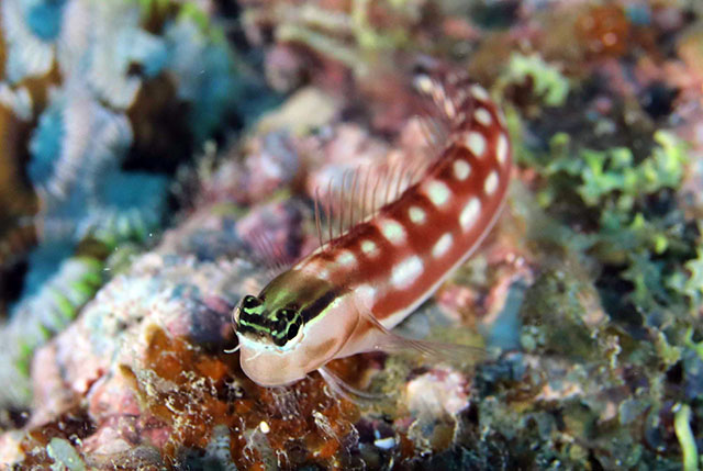 Ecsenius australianus