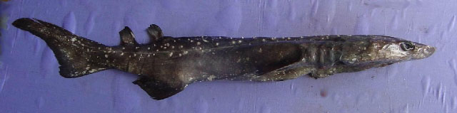 Echinorhinus brucus