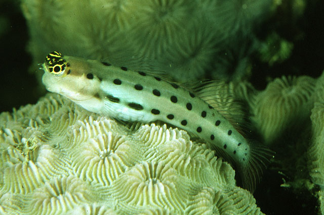 Eccol_u0.jpg
