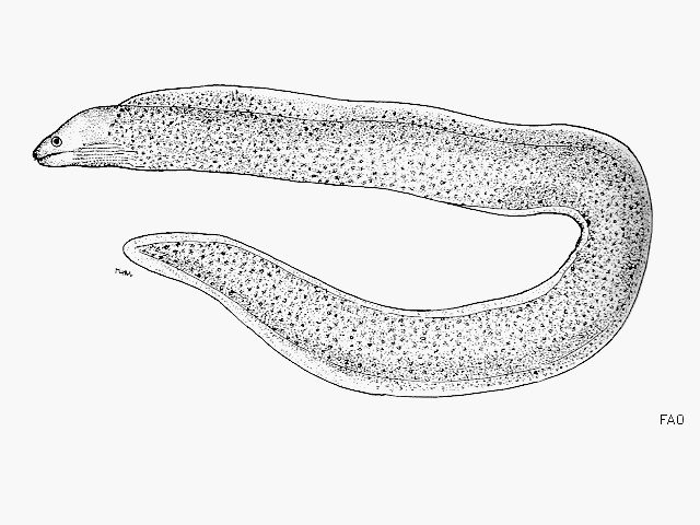 Echidna delicatula