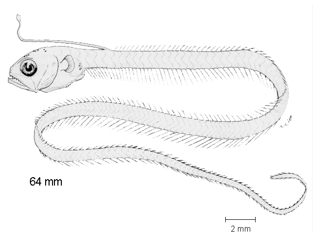 Ecexs_l0.gif