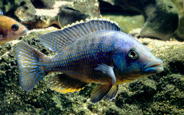 Eclectochromis lobochilus