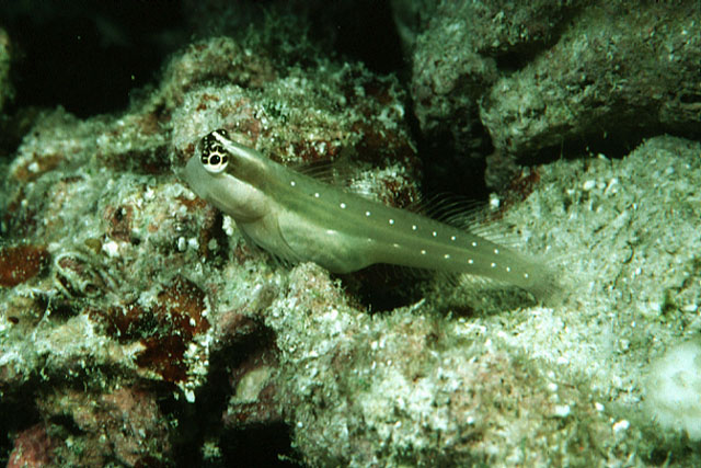 Ecsenius mandibularis