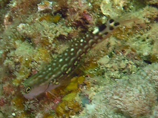Ecsenius monoculus