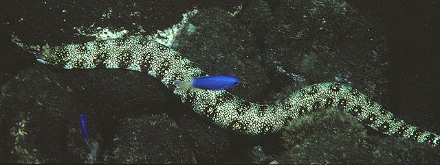 Ecneb_u5.jpg
