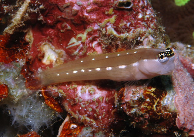 Ecsenius schroederi
