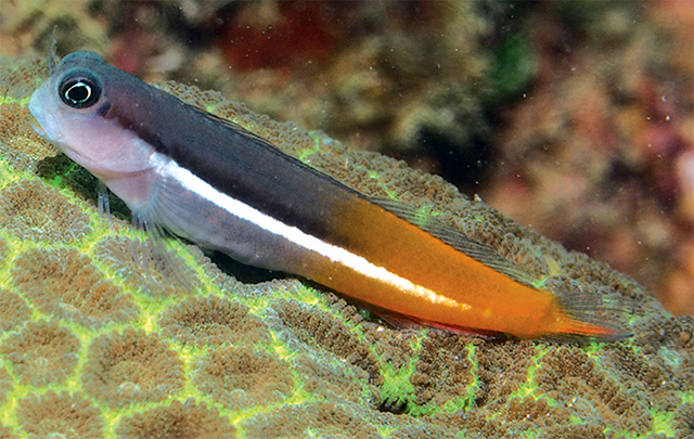 Ecsenius springeri