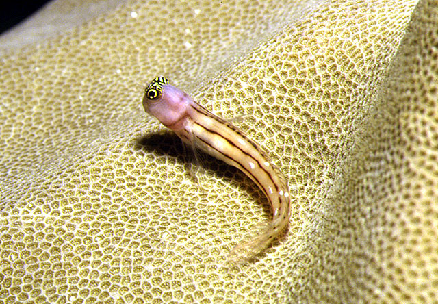 Ecsenius trilineatus