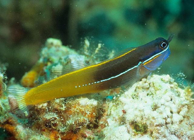 Ecsenius tricolor