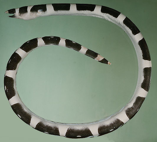 Elcyc_u0.jpg