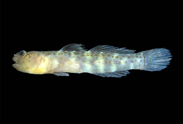 Tigrigobius janssi