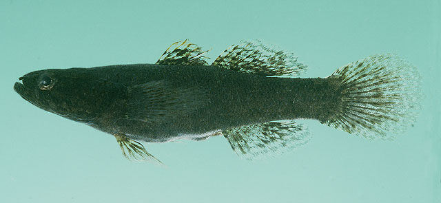 Eleotris mauritiana