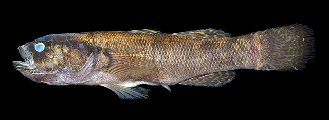 Eleotris woworae