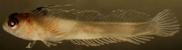 Emblemariopsis carib