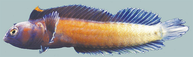 Emblemariopsis dianae
