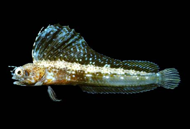 Emblemaria nivipes