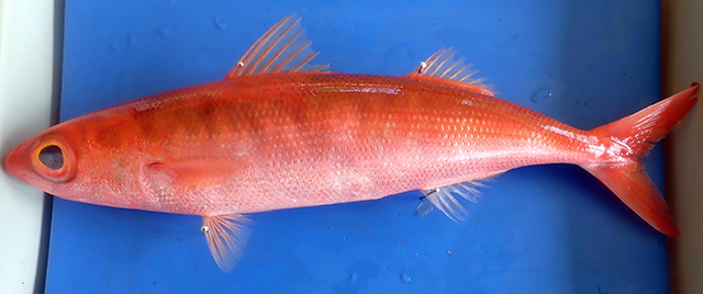 Emmelichthys struhsakeri
