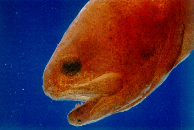 Encheliophis boraborensis