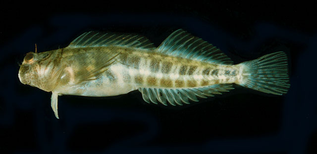 Entomacrodus chapmani