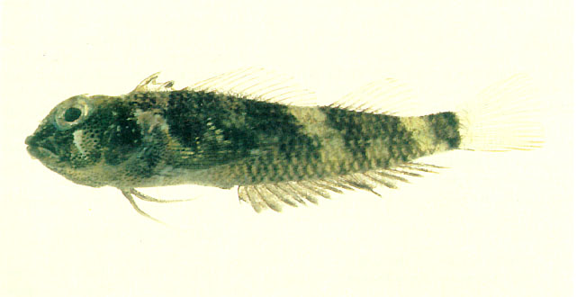 Enneapterygius cheni