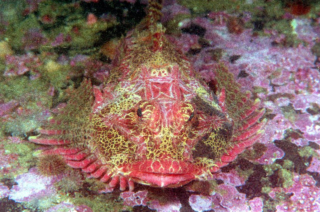 Enophrys diceraus