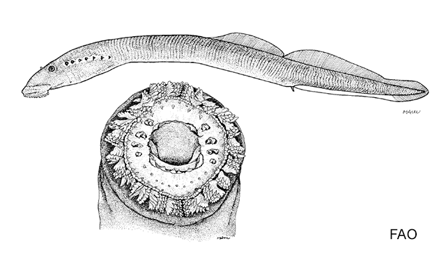 Entosphenus lethophagus