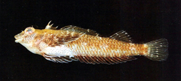 Enmin_u0.jpg