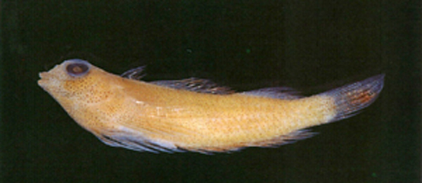 Enneapterygius nanus