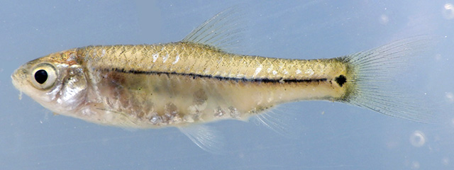 Ennig_u9.jpg