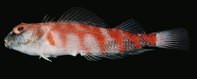 Enneapterygius pyramis