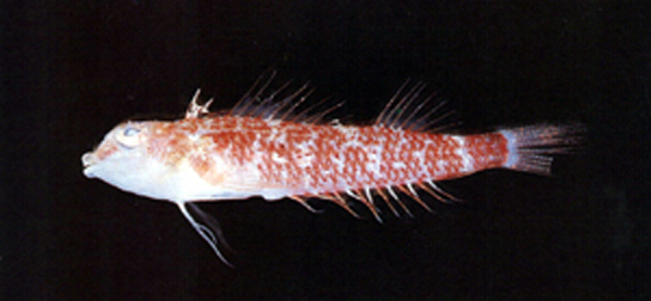 Enneapterygius rubicauda