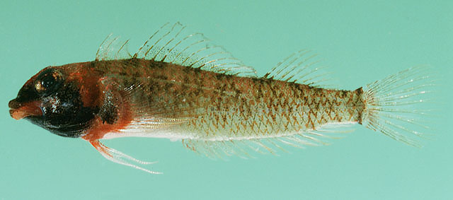 Enneapterygius rufopileus