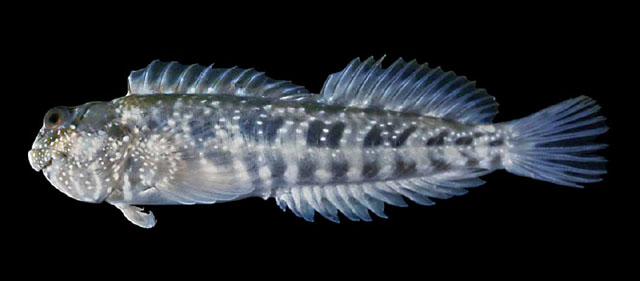 Entomacrodus solus