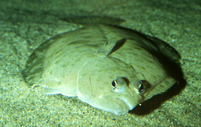Eopsetta jordani