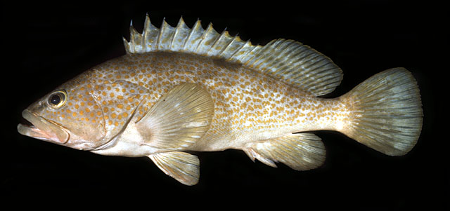Epinephelus akaara