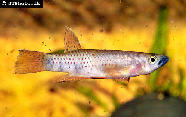 Epiplatys chaperi