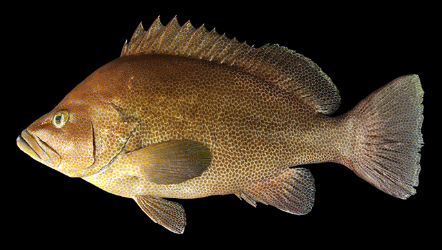 Epinephelus insularis